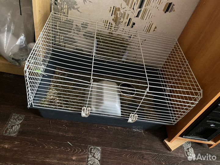 Декоративные кролики