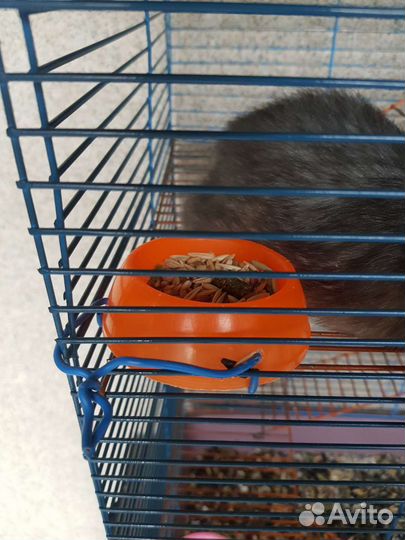 Крысы с клеткой