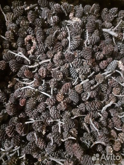 Шишка ольхи