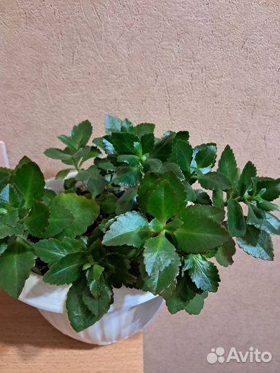 Каланхоэ цветущий