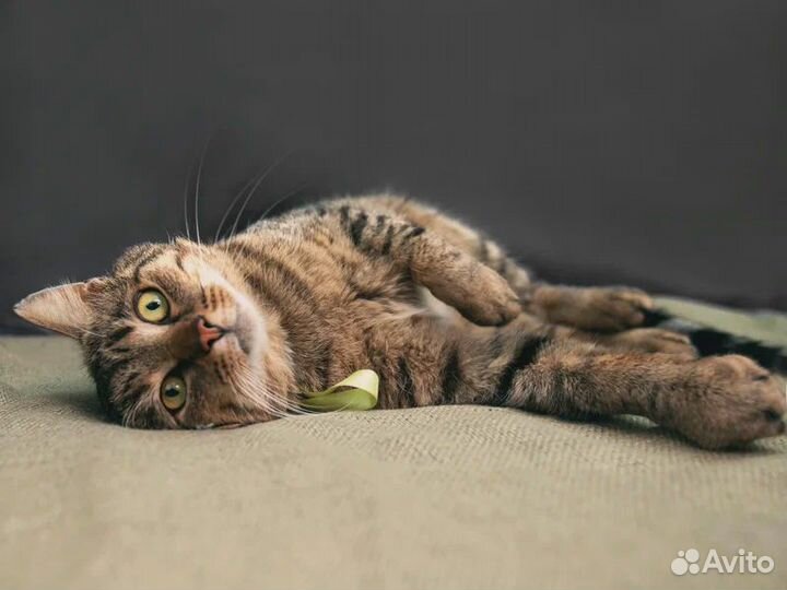 Кот в добрые руки