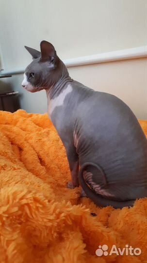 Канадский сфинкс девочка