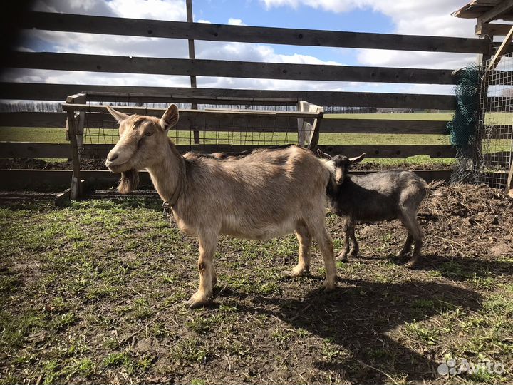 Козы дойные