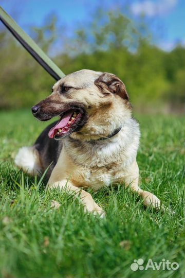 Приютите собаку из приюта