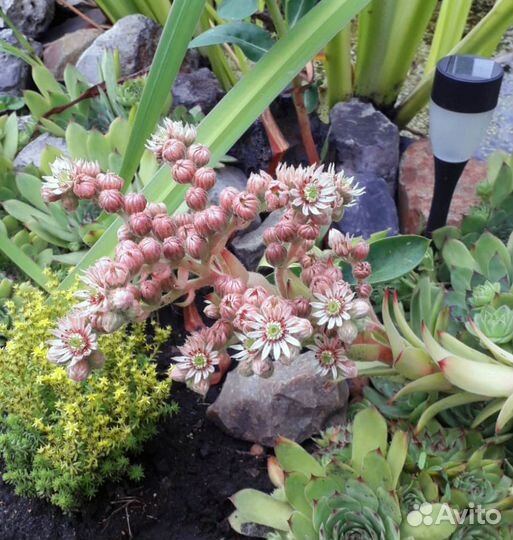 Молодило (каменная роза)