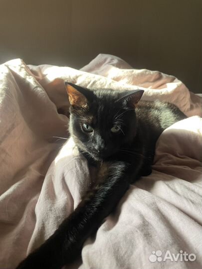 Черный кот в добрые руки