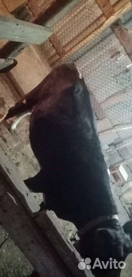 Коровы и телки