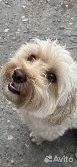 Кобель вязка Мальтипу F1