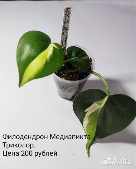 Цветы комнатные