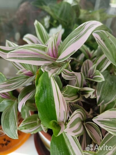 Традесканция розовая