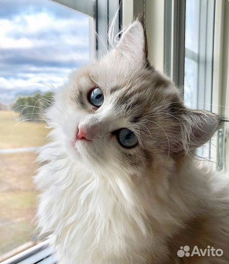 Передержка котов