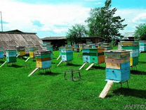 Пчелохозяйство. Реализует пчелосемьи, пчелопакеты