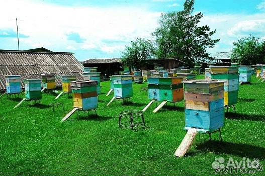 Пчелохозяйство. Реализует пчелосемьи, пчелопакеты