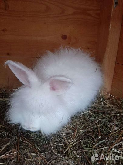 Немецкая Ангора кролики пуховые