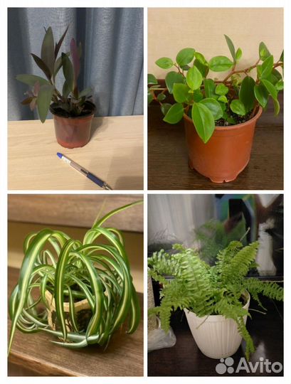 Комнатные цветы