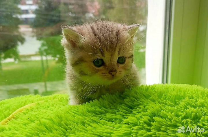 Котята Золотая и Серебристая шиншилла