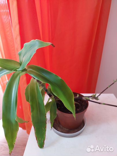 Золотой ус-лечебное растение