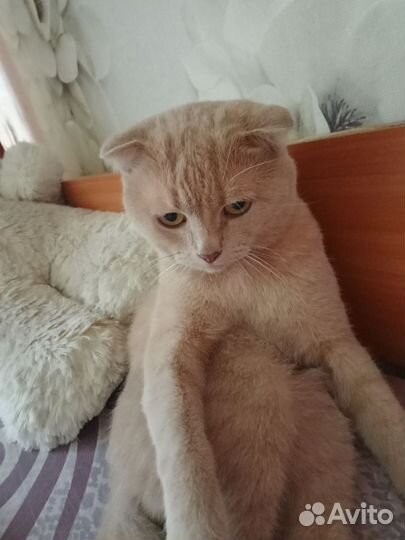 Кот британский вислоухий