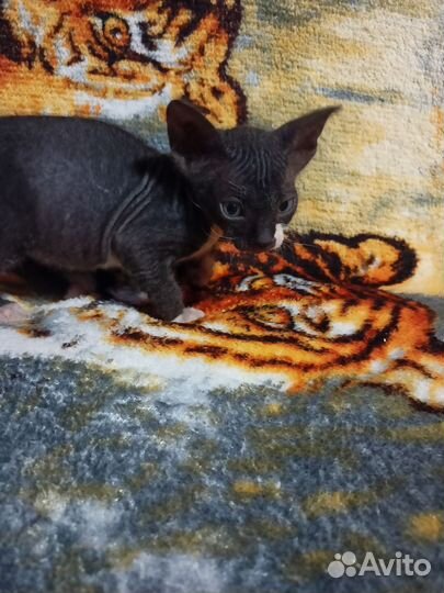 Донской сфинкс котенок