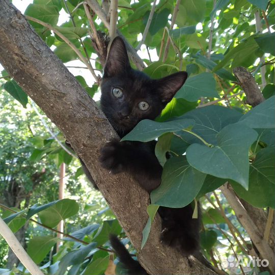 Уголёк девочка 2 месяца
