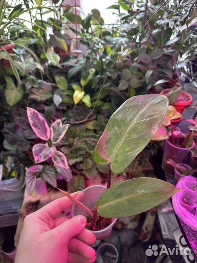 Филодендрон медуза