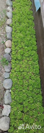 Молодило каменная роза