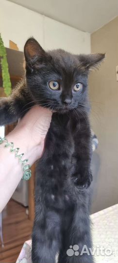 Кошка, котенок в добрые руки