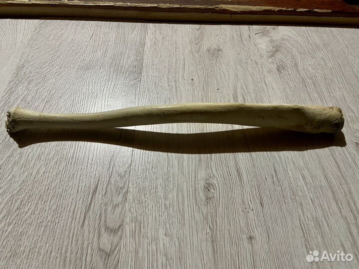 Бакулюм моржовый