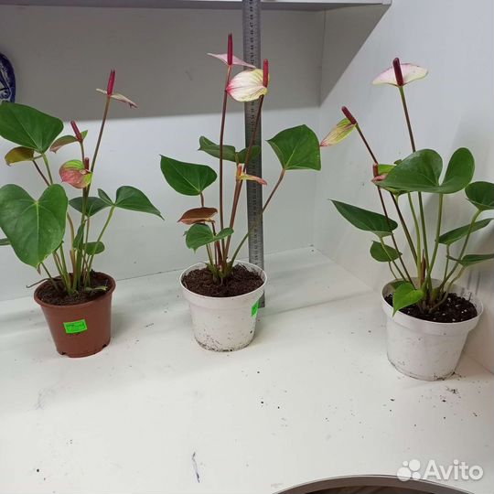 Антуриум Амалия Элеганс