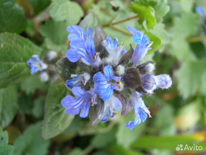 Цветы открытого грунта