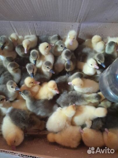 Домашняя птица