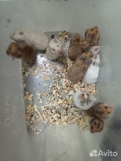 Сирийский хомяк