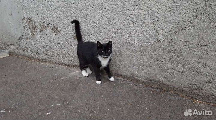 Маленькая черненькая кошечка