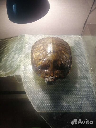 Террариум для красноухой черепахи