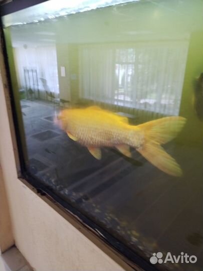 Аквариумные рыбки отдам бесплатно