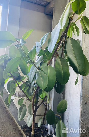 Растения цветы большие