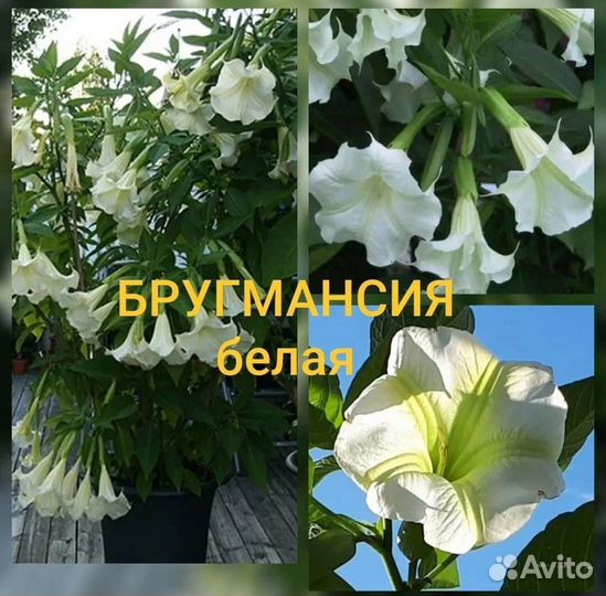 Бругмансия