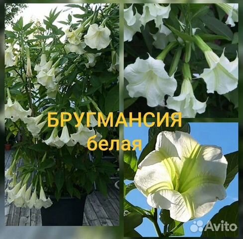 Бругмансия