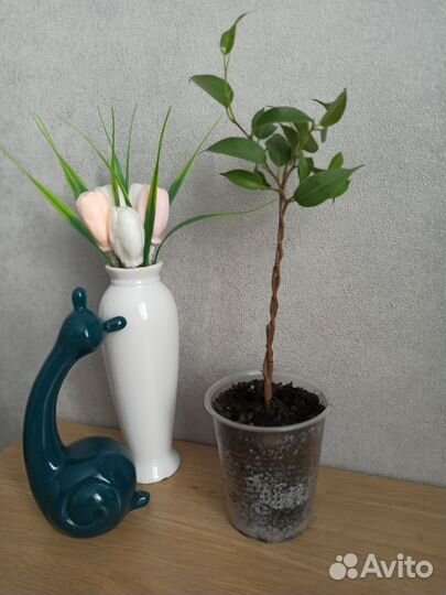 Фикус Бенджамина, плетëный ствол