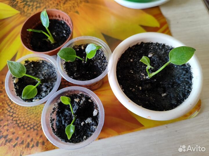 Антуриум малыши