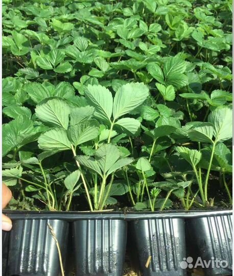 Рассада клубники