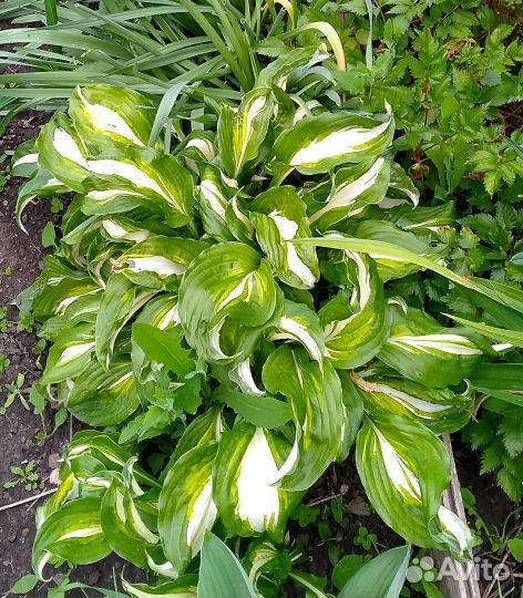 Хоста Волнтстая