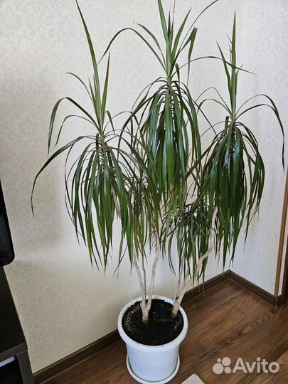 Комнатные цветы