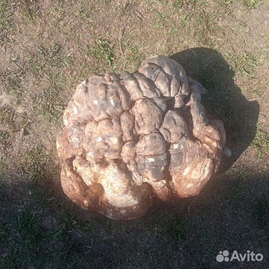 Берëзовый нарост