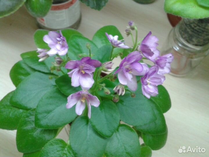 Сортовые фиалочки (стандарты,мини,п/мини,трейлеры)