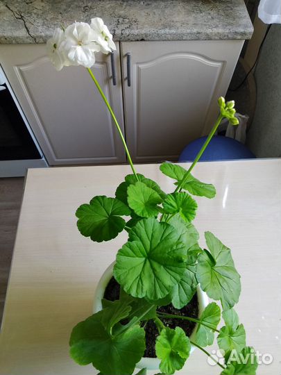 Герань пеларгония королевская