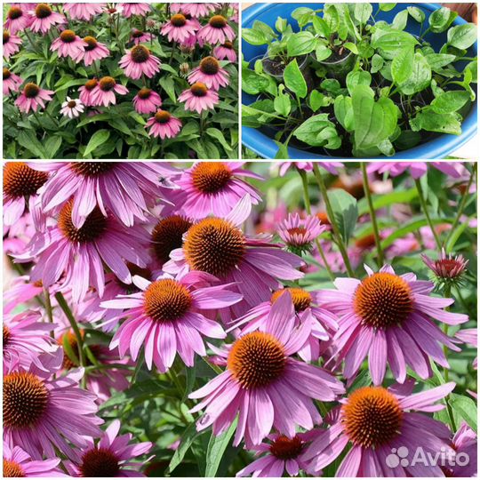 Эхинацея пурпурная рассада