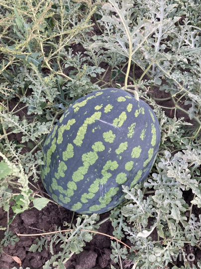 Арбуз Холодок