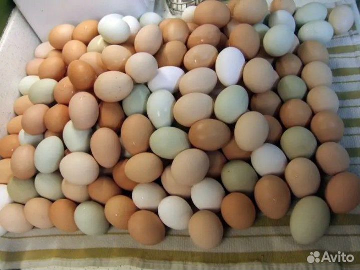 Яйца инкубационные от домашних кур есть в наличии