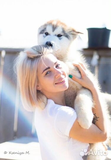 Передержка собак